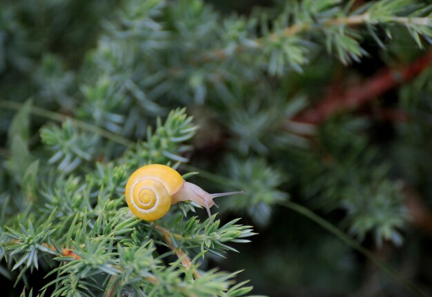 Petit escargot brun sur une feuille verte