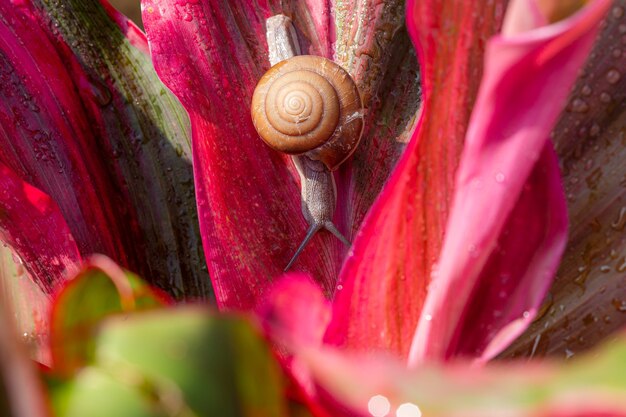 Petit escargot brun sur la feuille verteEscargot rampant sur la feuilleAbstraite gouttes d'eau sur la feuille de fleur