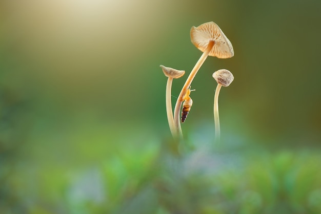 petit escargot sur champignon