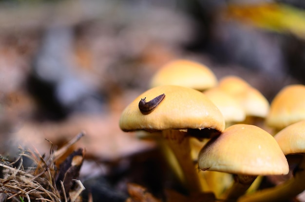 Petit escargot sur champignons oranges