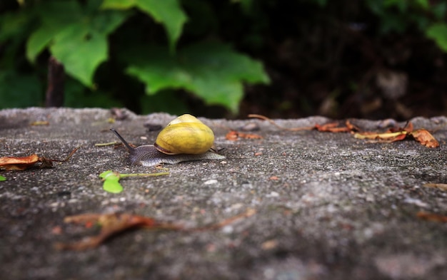 Petit escargot dans le jardin