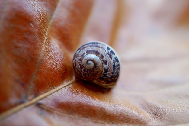 petit escargot dans le jardin