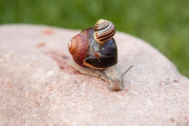 Un petit escargot est assis sur un gros escargot qui rampe sur un rocher