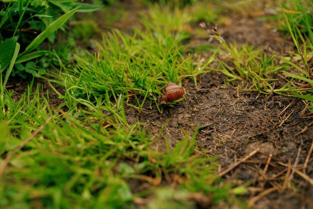 Un petit escargot grimpe dans l'herbe