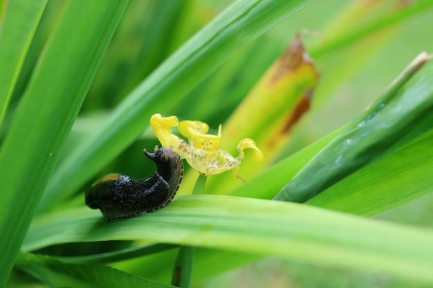 Petit escargot noir rampant sur la feuille verte avec une fleur jaune le matin d'été