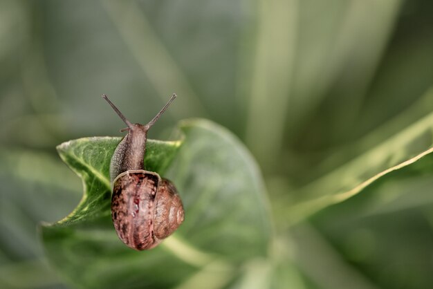 Petit escargot rampant parmi les feuilles vertes