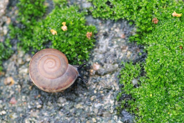 Petit escargot rampant sur le sol dans le jardin