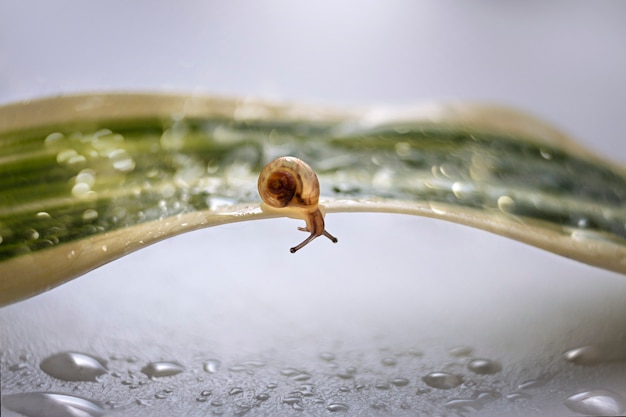 Un petit escargot rampe sur une feuille verte