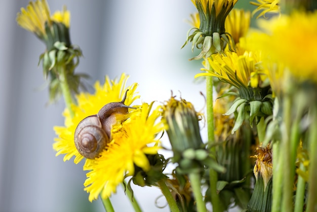 Petit escargot rampe sur une fleur de pissenlit jaune