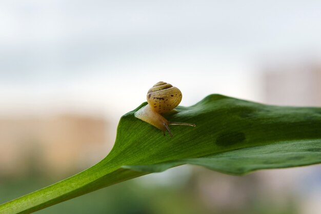 Petit escargot à la recherche de quelque chose sur une feuille verte sur un fond de matin clair et flou
