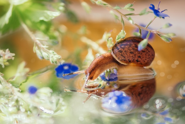 Petit escargot regarde son reflet dans l'eau