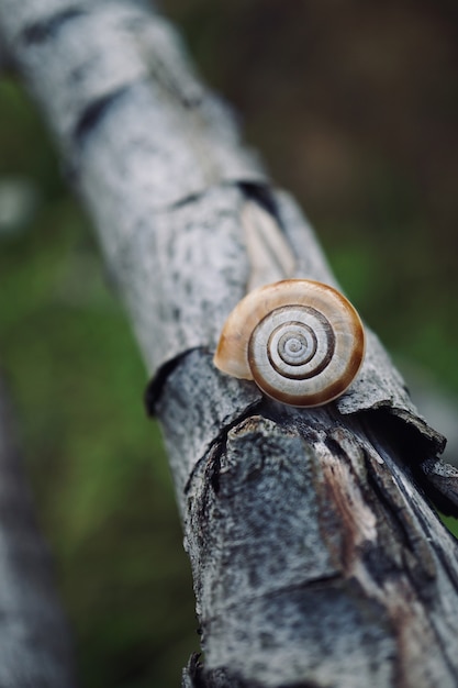 petit escargot sur le tronc dans la nature, coquille d'animal