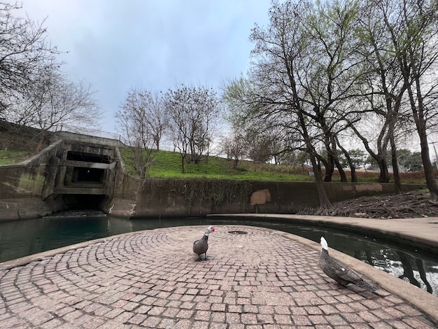 Petit étang avec des canards dans le Buffalo Park à Houston Texas États-Unis d'Amérique