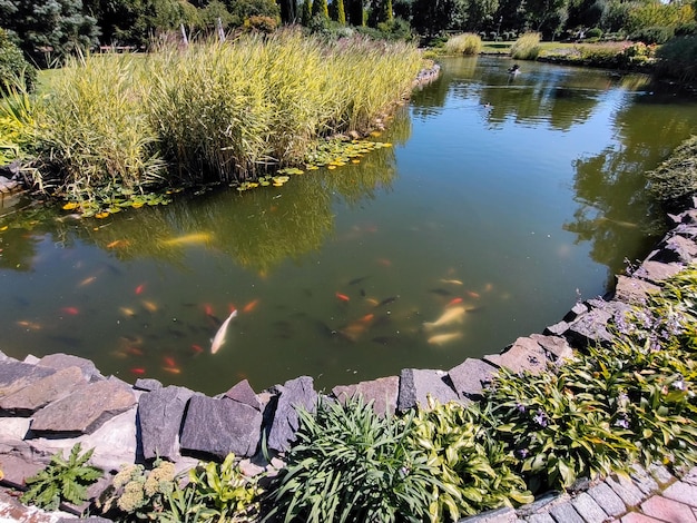 Un petit étang avec une variété de poissons colorés dans un parc de la ville