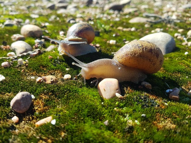 Photo un petit explorateur, une aventure d'escargot dans le désert