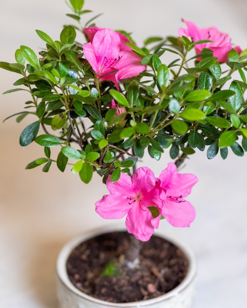 Petit Ficus bonsai ginseng retusa gros plan de fleurs