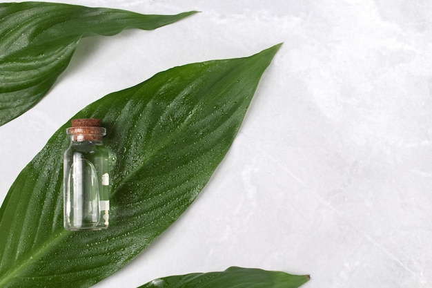 Petit flacon en verre d'huile essentielle d'arôme aux feuilles vertes Sérum pour le visage en bouteille Cosmétique soins de la peau du visage et spa Concept de traitement naturel