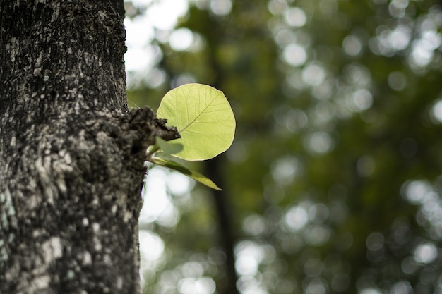 Photo petit fond de feuille verte