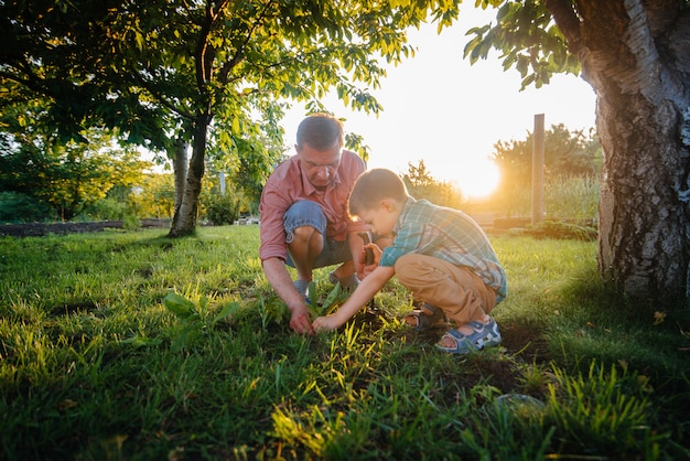 Petit Frère Et Sœur Plantent Des Semis Avec Leur Père Dans Un Beau Jardin Printanier Au Coucher Du Soleil. Nouvelle Vie. Sauver L'environnement. Attitude Attentive Au Monde Et à La Nature Environnants.