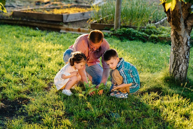 Petit Frère Et Sœur Plantent Des Semis Avec Leur Père Dans Un Magnifique Jardin De Printemps Au Coucher Du Soleil. Nouvelle Vie. Sauver L'environnement. Attitude Attentive Au Monde Environnant Et à La Nature.