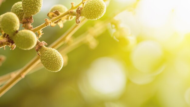 Petit fruit vert longane sur la branche en été avec la lumière naturelle du soleil est l'arrière-plan, écran large 16:9