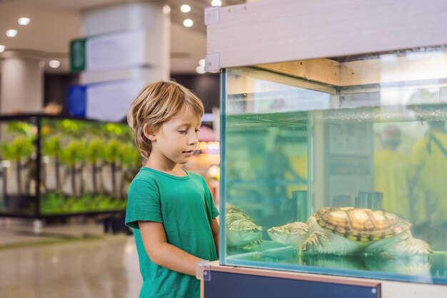 Un petit garçon admire de grosses tortues dans un terrarium à travers le verre