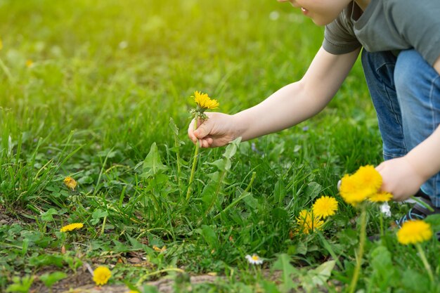 Un petit garçon caucasien de trois ans prend un pissenlit jaune dans ses mains Concept de la nature et de l'enfance