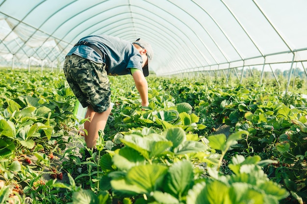 Petit garçon cueillant des fraises à l'espace de copie de la ferme