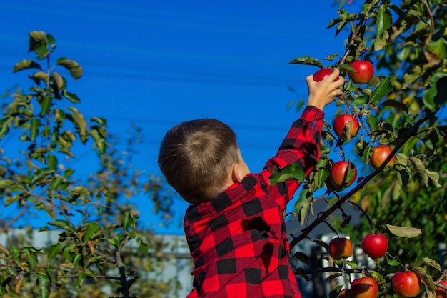 Un petit garçon cueille la récolte de pommes