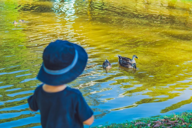 Le petit garçon debout sur la rive du lac et regardant les canards