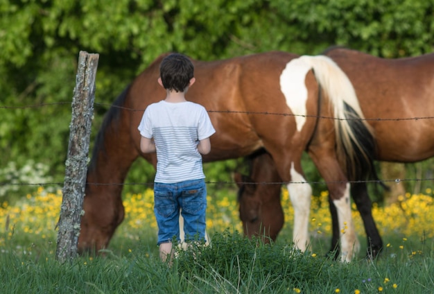 Photo petit garçon devant un champ avec des chevaux