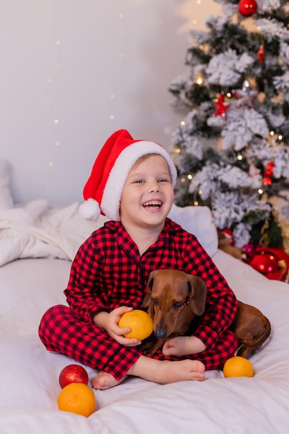 un petit garçon heureux au lit embrasse un chien teckel et mange des mandarines pour le nouvel an. Noël douillet