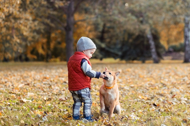 Le petit garçon nourrit le chiot shiba inu dans la marche au parc d'automne. Chien Shibainu avec bébé jouant ensemble, concept de meilleurs amis