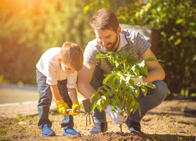 Le petit garçon et un père plantent un arbre