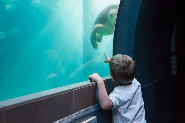 Petit garçon en regardant un aquarium