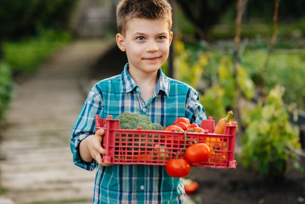 Un petit garçon se tient avec une boîte entière de légumes mûrs au coucher du soleil dans le jardin et sourit. Agriculture, récolte. Produit respectueux de l'environnement.