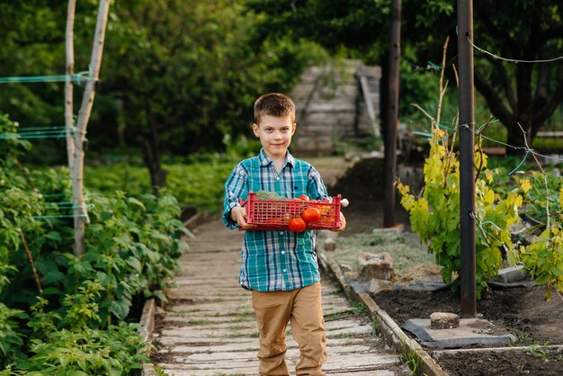 Un petit garçon se tient avec une boîte entière de légumes mûrs au coucher du soleil dans le jardin et sourit
