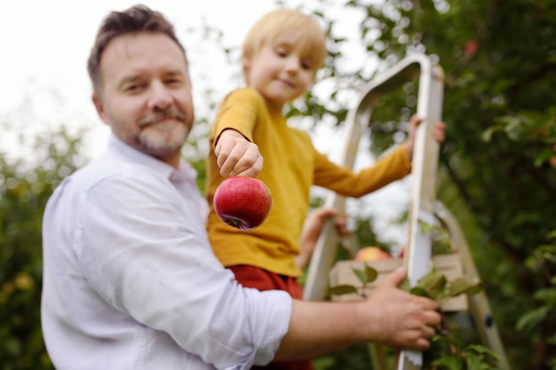 Photo petit garçon avec son père cueillait des pommes dans le verger. concentrez-vous sur la grosse pomme rouge dans la main de l'enfant.