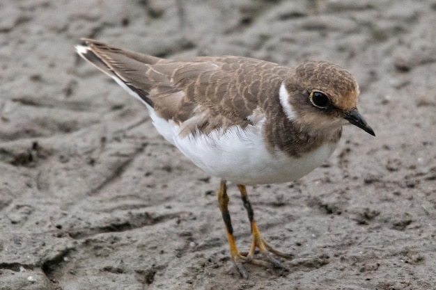 Petit Gravelot Charadrius dubius dans marshel emporda catalogne girona espagne