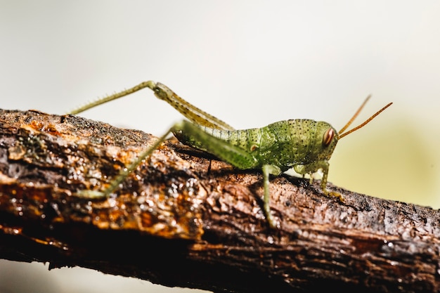 Petit grillon vert sur branche, macro d'exemption