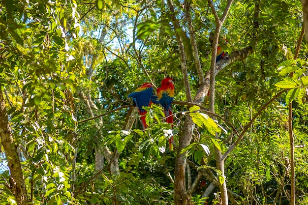 Un Petit Groupe D'aras à Copan Ruinas Au Honduras