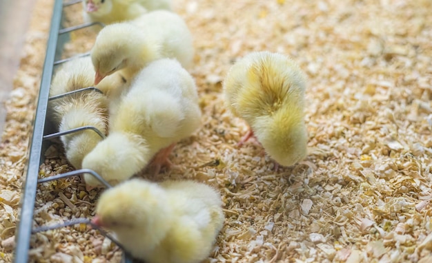 petit groupe de poulets mangeant du maïs et des céréales dans une ferme de poussins