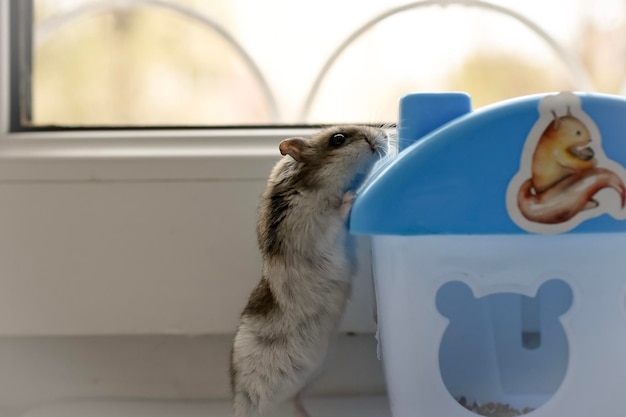 petit hamster en cage