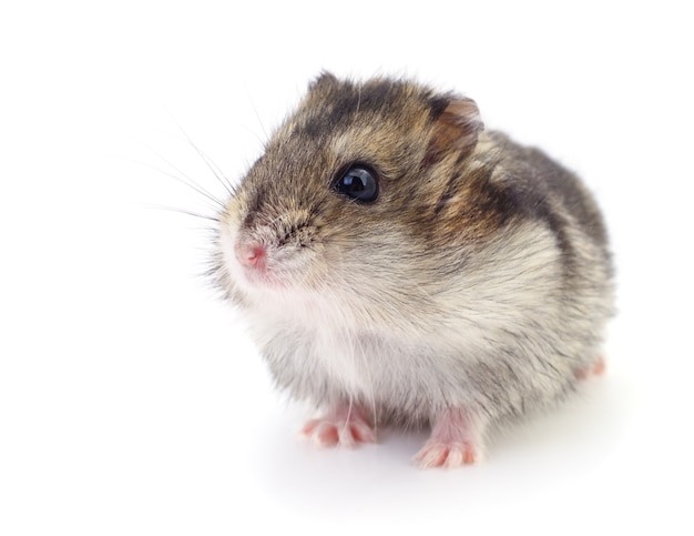 Petit hamster domestique isolé sur fond blanc.