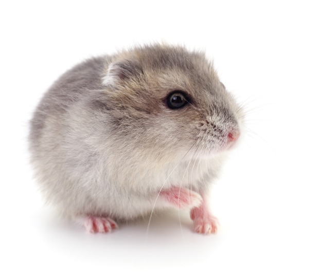 Petit hamster domestique isolé sur fond blanc.