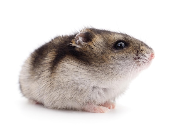 Petit hamster domestique isolé sur fond blanc