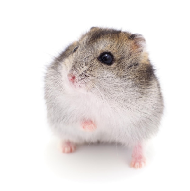 Petit hamster domestique