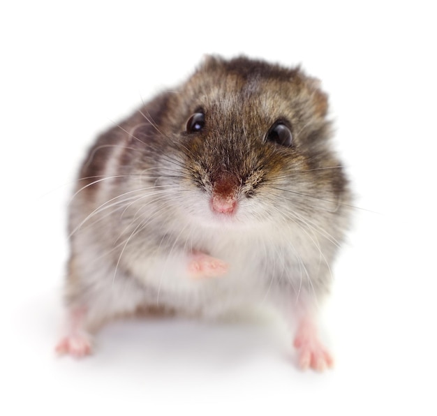 Petit hamster domestique