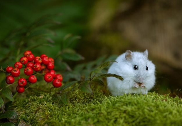 petit hamster sur un pré vert dans la forêt