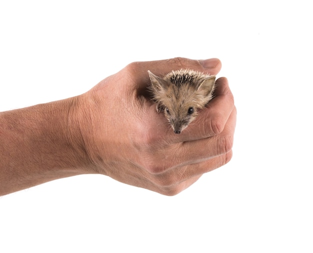 Petit hérisson à la main sur fond blanc